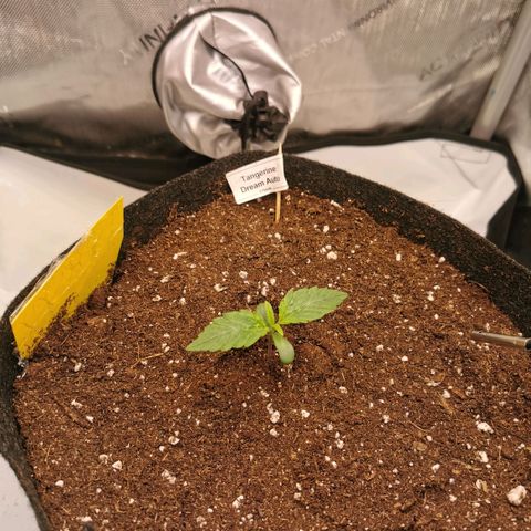 Tangerine Dream Auto growlog timeline photo