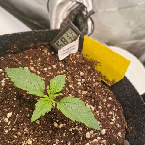 Tangerine Dream Auto growlog timeline photo