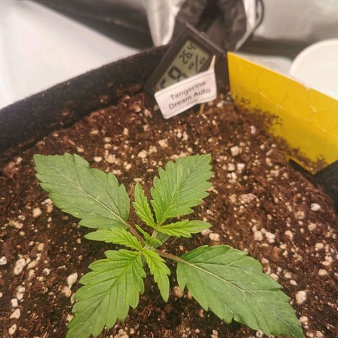 Tangerine Dream Auto growlog timeline photo