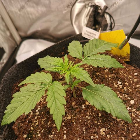 Tangerine Dream Auto growlog timeline photo
