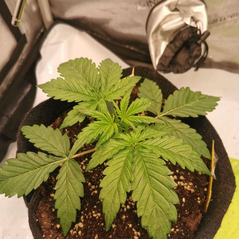 Tangerine Dream Auto growlog timeline photo
