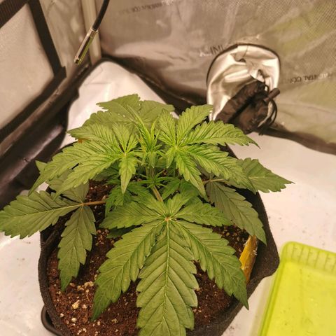 Tangerine Dream Auto growlog timeline photo