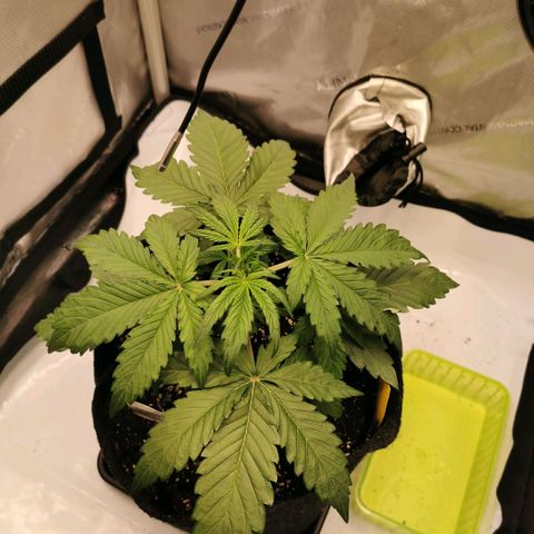 Tangerine Dream Auto growlog timeline photo