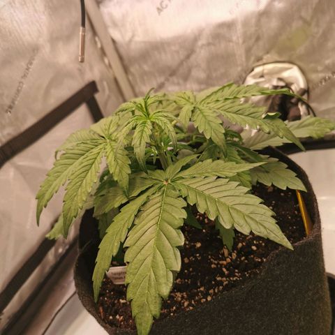 Tangerine Dream Auto growlog timeline photo
