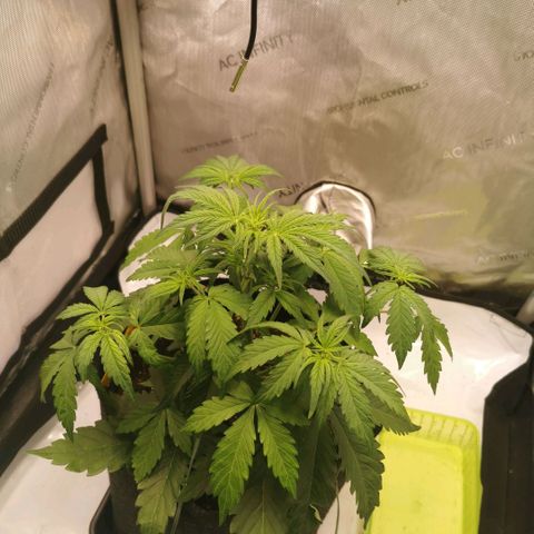 Tangerine Dream Auto growlog timeline photo