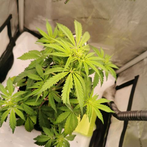Tangerine Dream Auto growlog photo: Leicht gelbe Spitzen eventuell zu viel Licht oder Dünger 