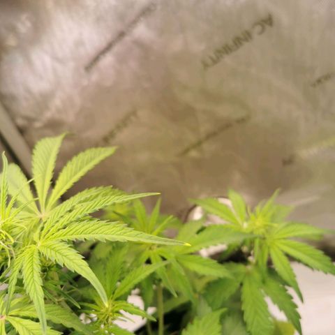 Tangerine Dream Auto growlog photo: Leicht gelbe Spitzen eventuell zu viel Licht oder Dünger 