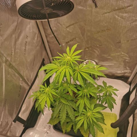 Tangerine Dream Auto growlog timeline photo