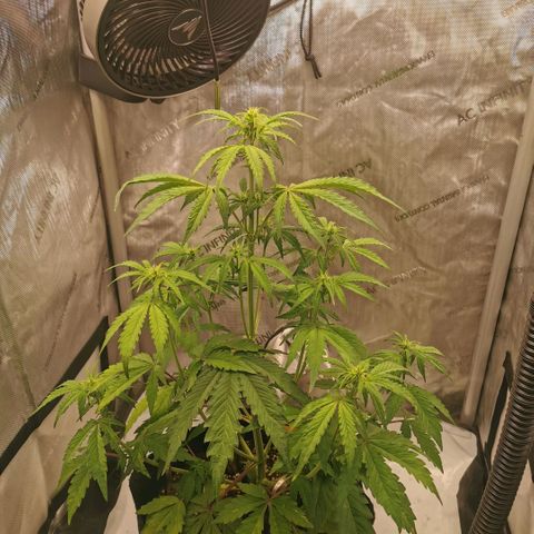 Tangerine Dream Auto growlog timeline photo