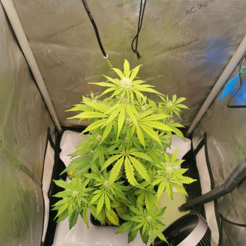 Tangerine Dream Auto growlog timeline photo