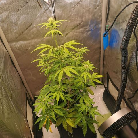 Tangerine Dream Auto growlog timeline photo