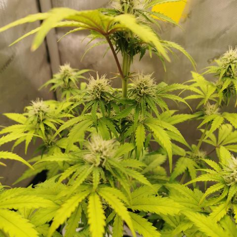 Tangerine Dream Auto growlog timeline photo