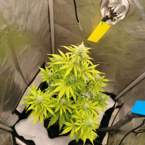 Tangerine Dream Auto growlog timeline photo