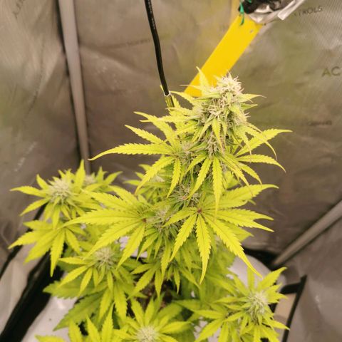 Tangerine Dream Auto growlog timeline photo