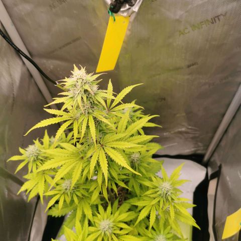 Tangerine Dream Auto growlog timeline photo
