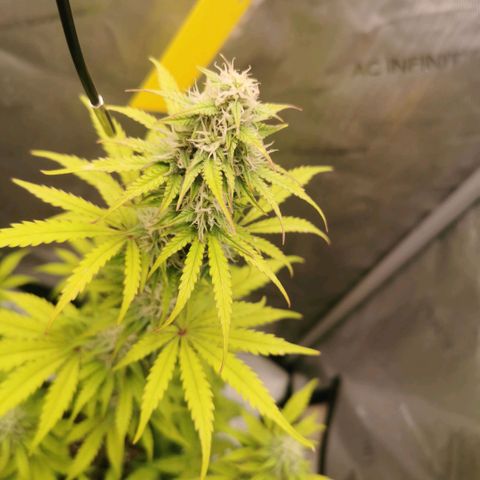 Tangerine Dream Auto growlog timeline photo