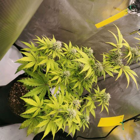 Tangerine Dream Auto growlog timeline photo