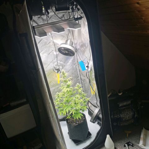 Tangerine Dream Auto growlog timeline photo
