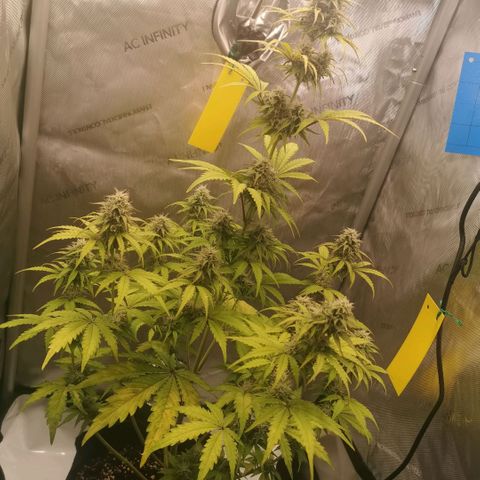 Tangerine Dream Auto growlog photo: Immer noch keine Besserung 😢 