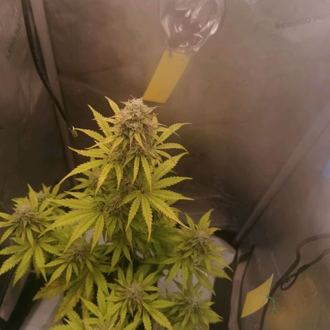Tangerine Dream Auto growlog photo: Immer noch keine Besserung 😢 