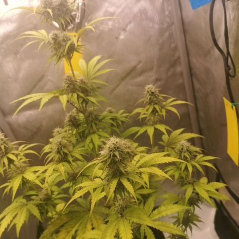 Tangerine Dream Auto growlog photo: Immer noch keine Besserung 😢 