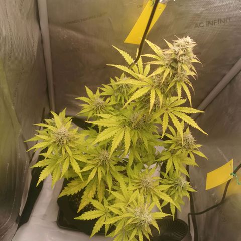 Tangerine Dream Auto growlog photo: Immer noch keine Besserung 😢 