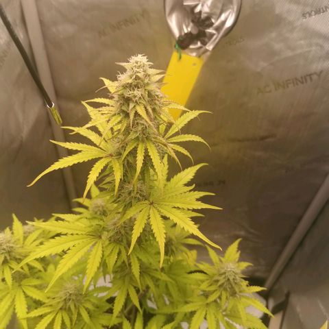 Tangerine Dream Auto growlog photo: Immer noch keine Besserung 😢 
