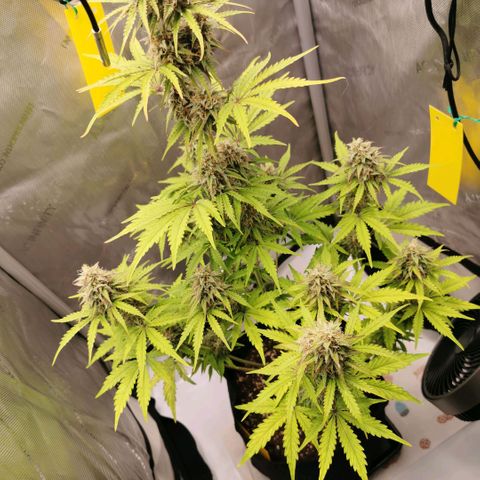 Tangerine Dream Auto growlog timeline photo