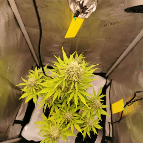 Tangerine Dream Auto growlog timeline photo