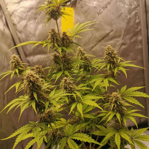 Tangerine Dream Auto growlog timeline photo
