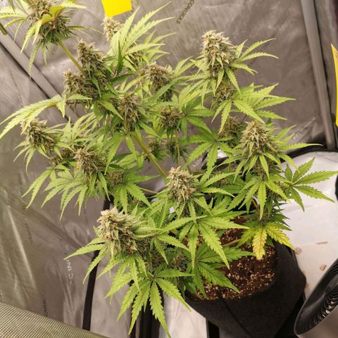 Tangerine Dream Auto growlog timeline photo