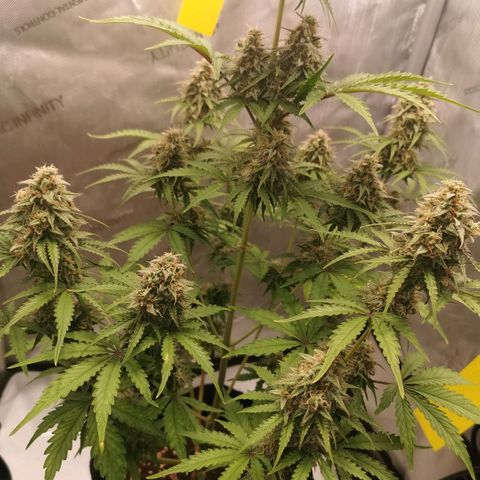 Tangerine Dream Auto growlog timeline photo