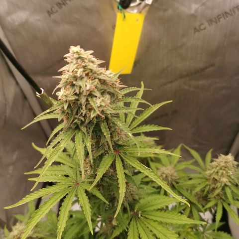 Tangerine Dream Auto growlog timeline photo