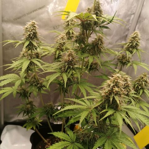 Tangerine Dream Auto growlog timeline photo