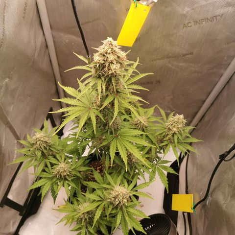 Tangerine Dream Auto growlog timeline photo