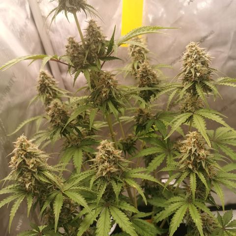 Tangerine Dream Auto growlog timeline photo
