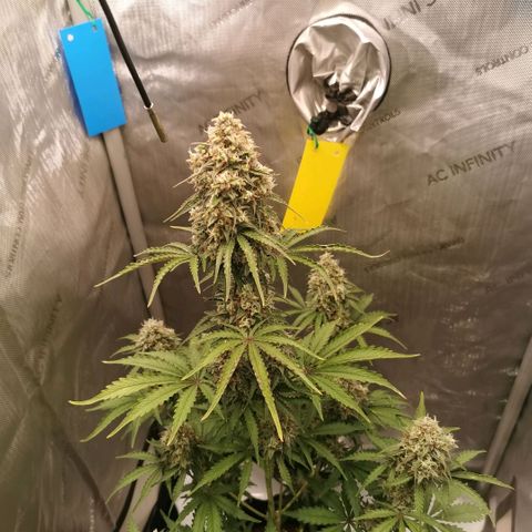 Tangerine Dream Auto growlog timeline photo