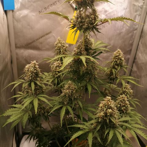 Tangerine Dream Auto growlog timeline photo