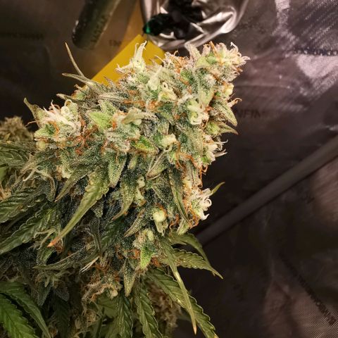 Tangerine Dream Auto growlog timeline photo