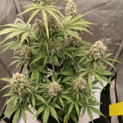 Tangerine Dream Auto growlog timeline photo
