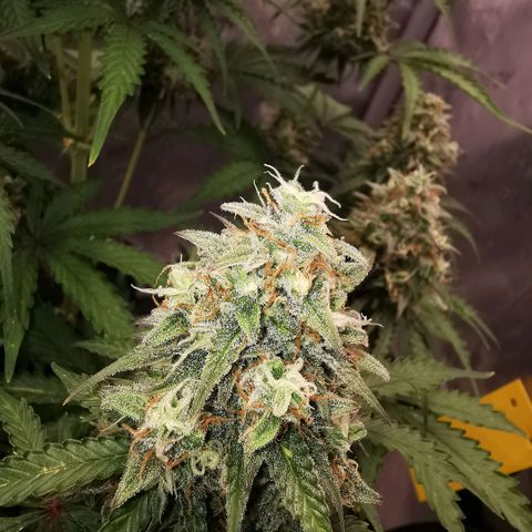 Tangerine Dream Auto growlog timeline photo