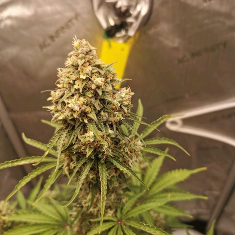 Tangerine Dream Auto growlog photo: Umstellung auf Osmosewasser hat sich definitiv gelohnt. Licht heute auf 750ppfd erhöht wenn man der App trauen kann... 