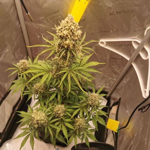 Tangerine Dream Auto growlog photo: Umstellung auf Osmosewasser hat sich definitiv gelohnt. Licht heute auf 750ppfd erhöht wenn man der App trauen kann... 