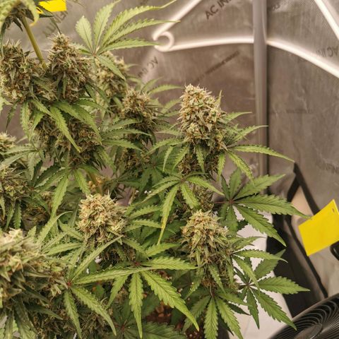 Tangerine Dream Auto growlog photo: Umstellung auf Osmosewasser hat sich definitiv gelohnt. Licht heute auf 750ppfd erhöht wenn man der App trauen kann... 