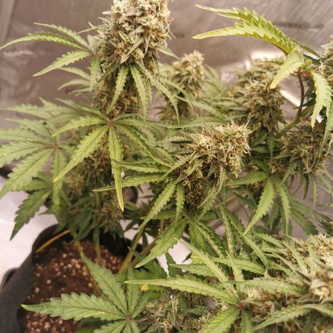 Tangerine Dream Auto growlog photo: Umstellung auf Osmosewasser hat sich definitiv gelohnt. Licht heute auf 750ppfd erhöht wenn man der App trauen kann... 
