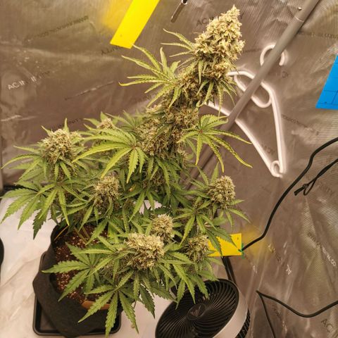 Tangerine Dream Auto growlog photo: Umstellung auf Osmosewasser hat sich definitiv gelohnt. Licht heute auf 750ppfd erhöht wenn man der App trauen kann... 