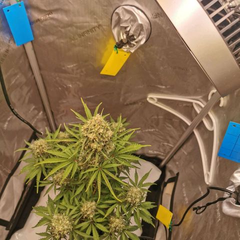 Tangerine Dream Auto growlog photo: Umstellung auf Osmosewasser hat sich definitiv gelohnt. Licht heute auf 750ppfd erhöht wenn man der App trauen kann... 