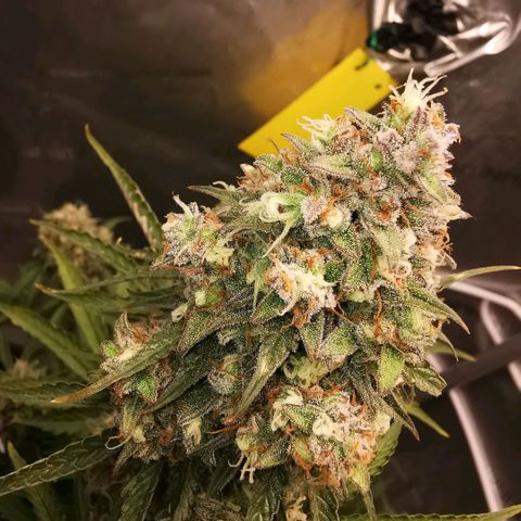 Tangerine Dream Auto growlog photo: Ich denk noch 1-2 Wochen 