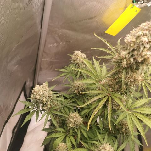 Tangerine Dream Auto growlog photo: Ich denk noch 1-2 Wochen 