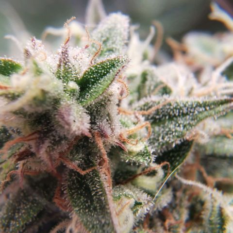Tangerine Dream Auto growlog photo: Ich denk noch 1-2 Wochen 